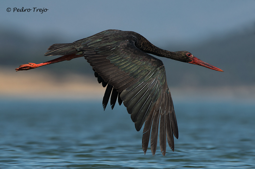 Cigüeña negra (Ciconia nigra)